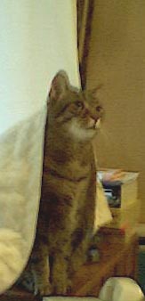 uuuuuuu I think I saw a putycat
